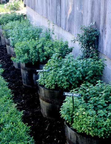 Greenhouse