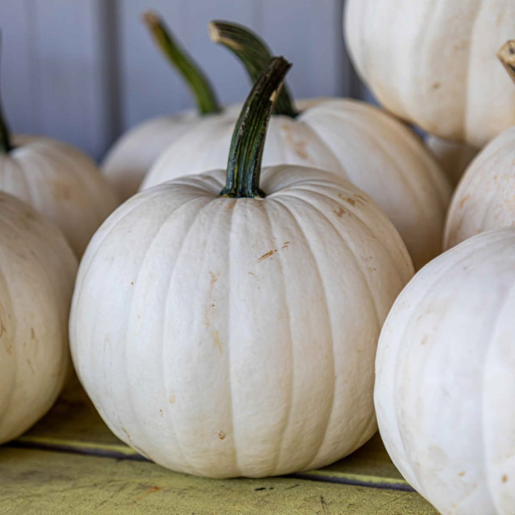 White Pumpkin
